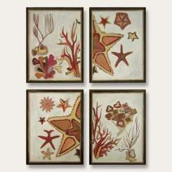 SET OF FOUR 'Coral, Starfish Curiosities' Gouache on Board in Bronze & Gold Wooden Frames (B492)